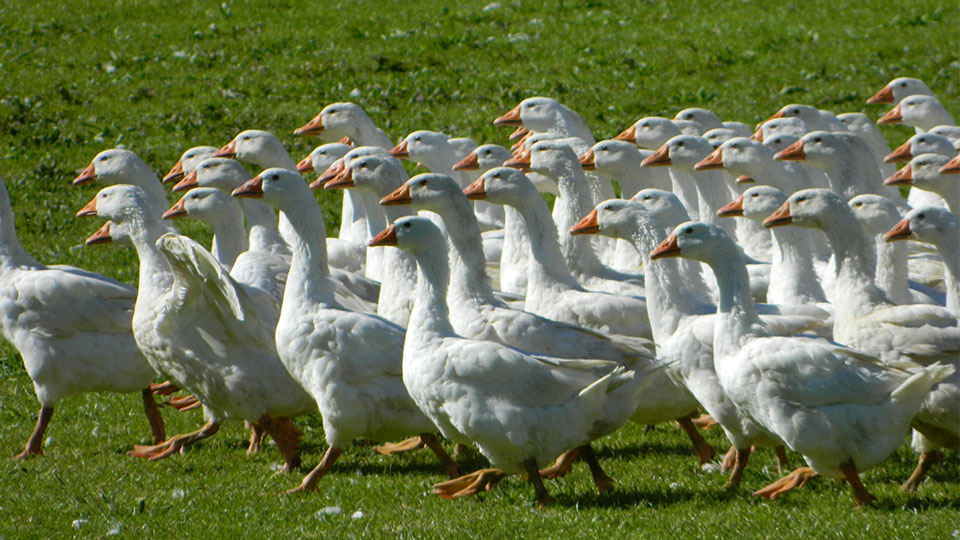 Gänse