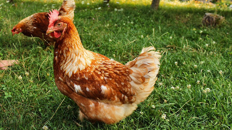 Suppenhuhn
